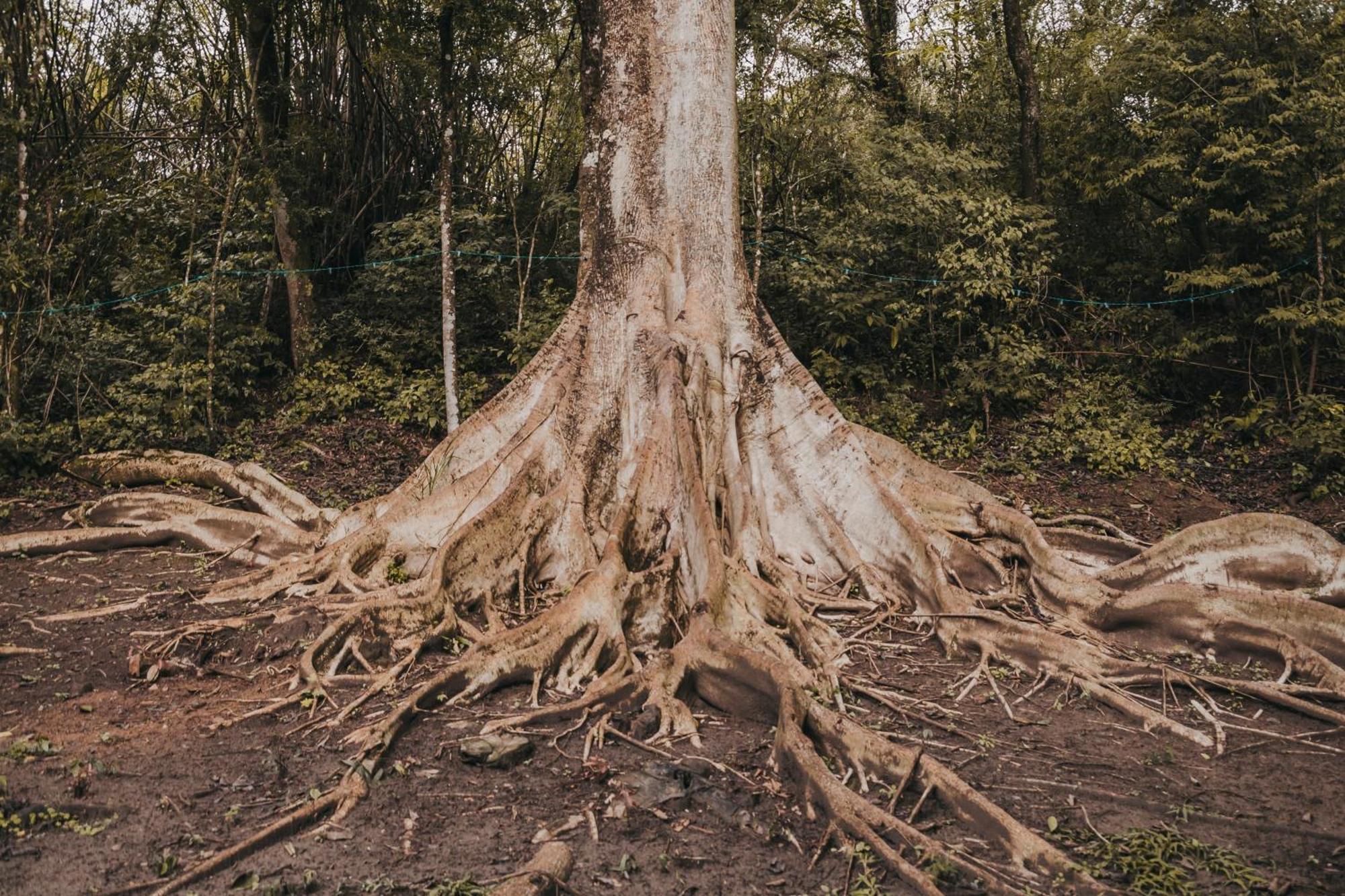 Pensjonat Fazenda Bosque Belo Bagua Boituva Zewnętrze zdjęcie